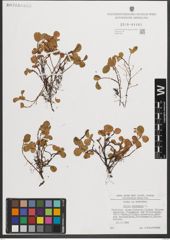 Foto von Salix herbacea L.